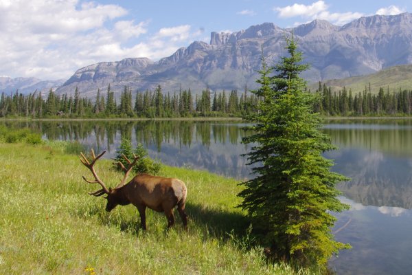 Марал Тянь Шанский