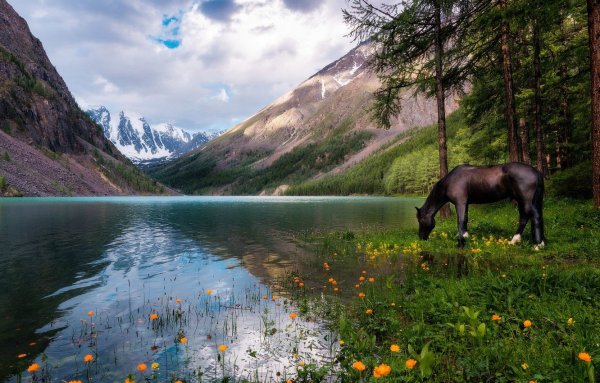Алтай Кучерлинское озеро лошади