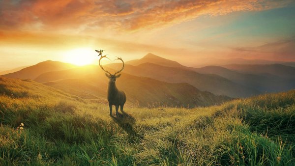 Олень в горах