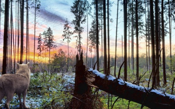 Сибирский, Таежный, Лесной, дикий