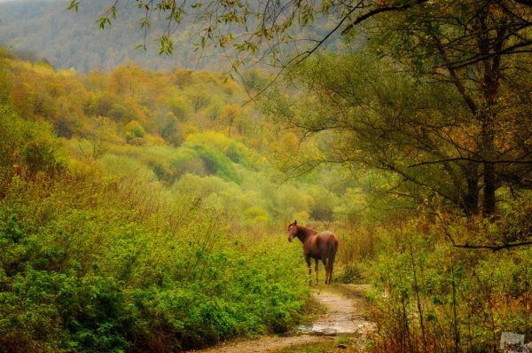 Русская природа с животными