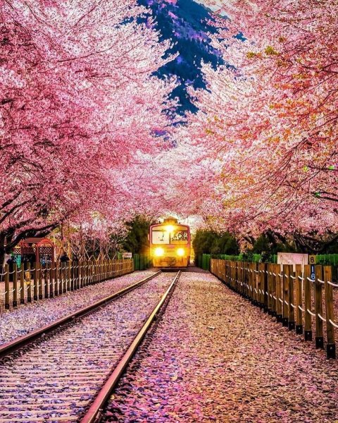 Корея черри блоссом