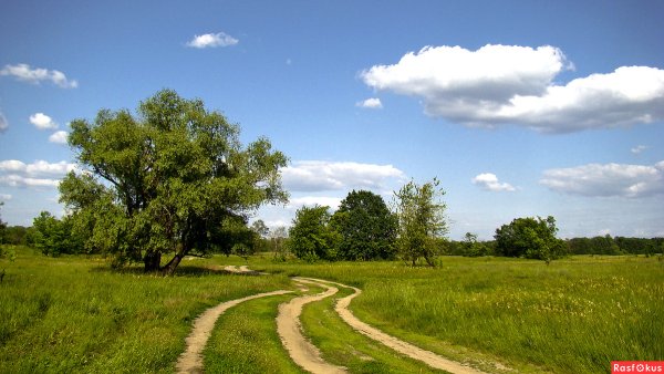 Летняя природа средней полосы России