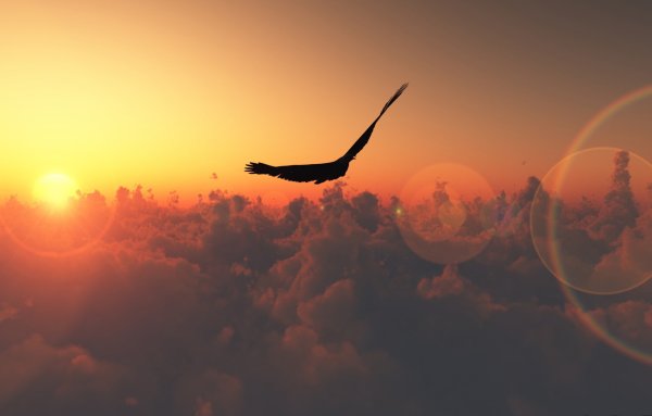 Высоких полетов пожелание