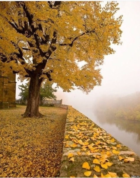 Осенний пейзаж дерево