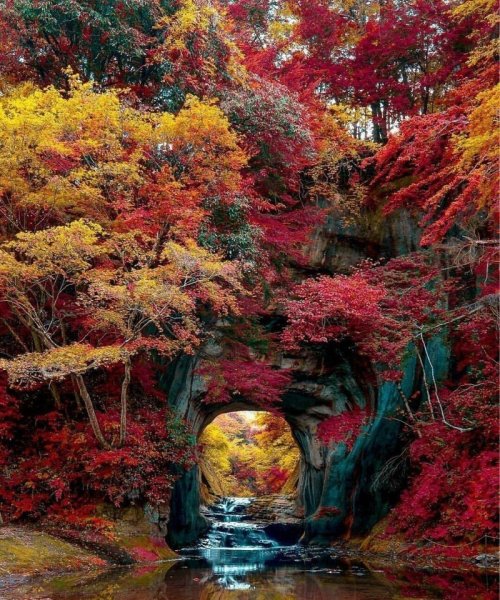 Японский клен Орегон