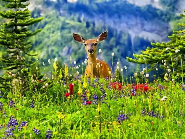 Собака среди цветов