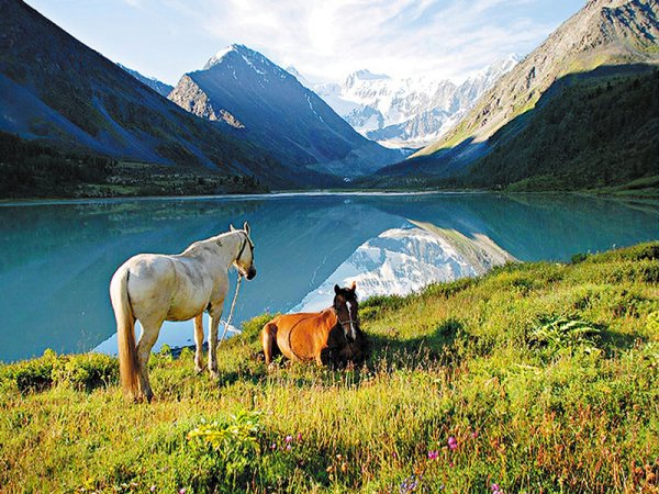 Грустный волк