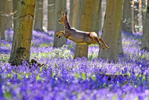 Как прекрасен этот мир