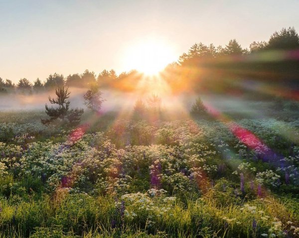 Нежные ромашки