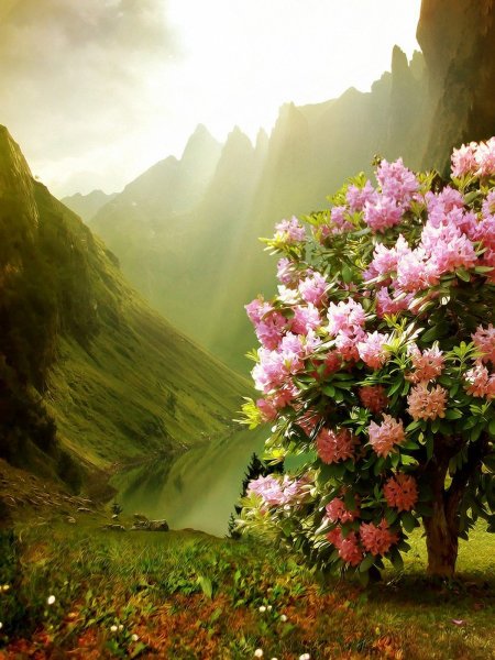 Красивая природа