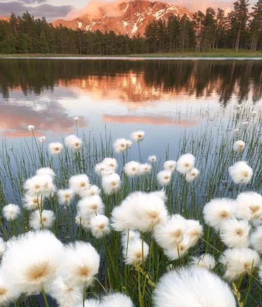 Эстетика пушицы