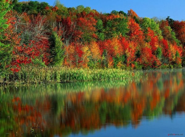 Яркая природа