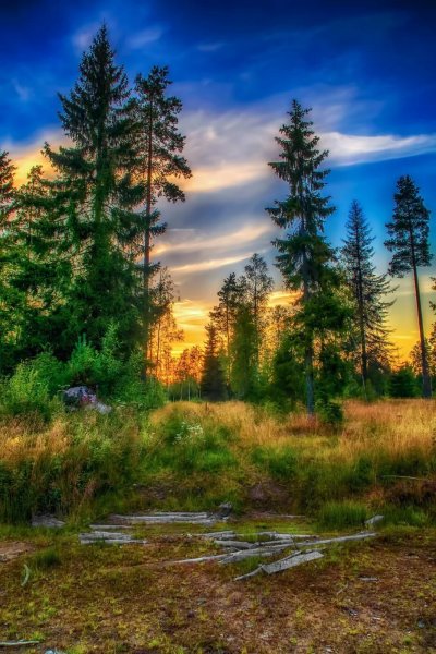 Закат в лесу