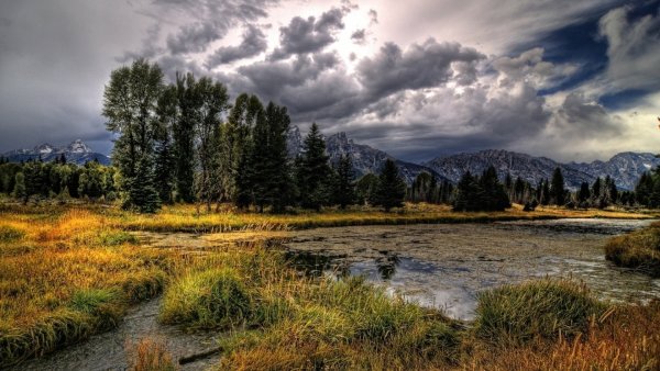 Красивое болото