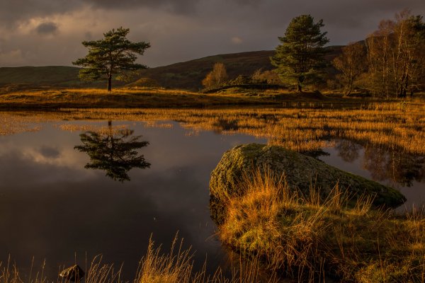 Пейзаж болото