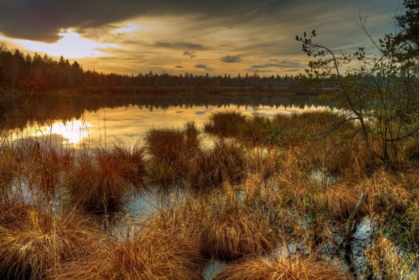 Васюганское болото осенью