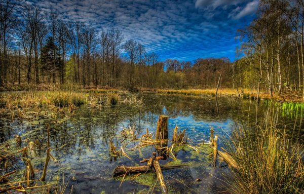 Болотистые леса Румыния