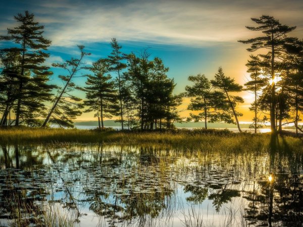 Пейзажи болот