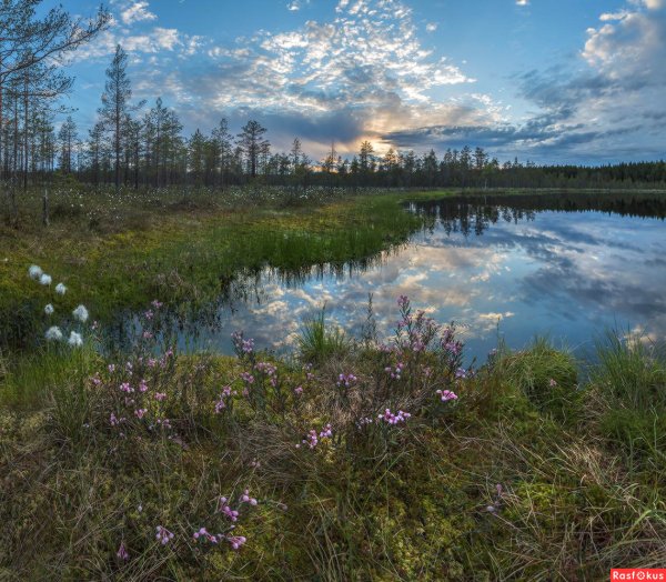 Болото Ленинградской области