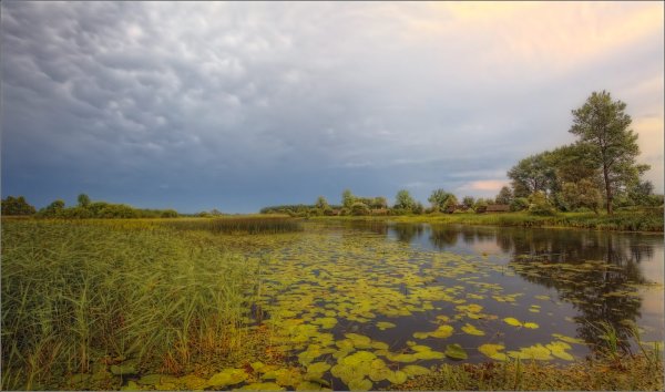 Пейзажи болот