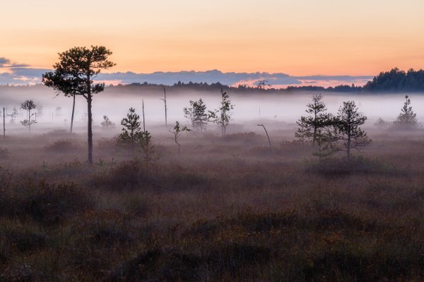 Васюганское болото пейзажи