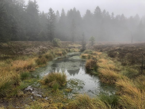 Сюрьевское болото