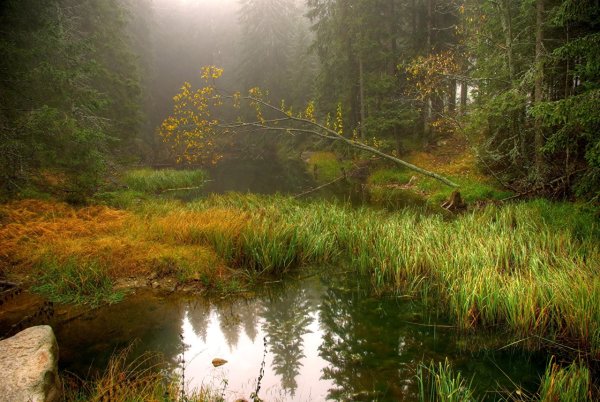 Озеро Щепкино болото