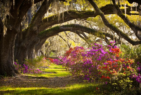Штат Южная Каролина природа дубовая аллея