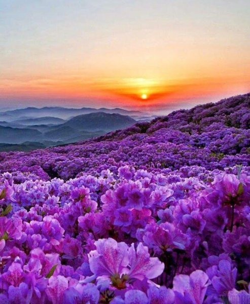 Сиреневый цвет в природе