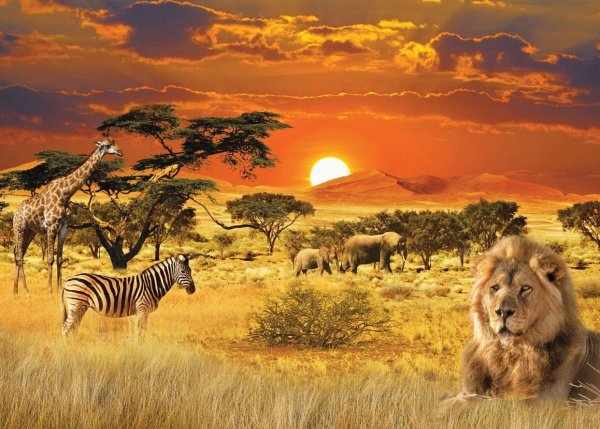 Африка пустыня Саванна джунгли