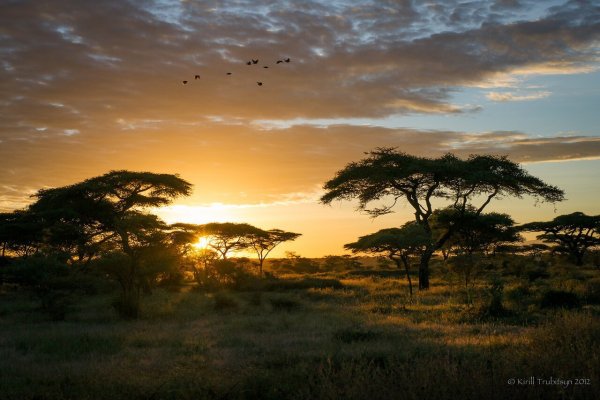 Танзания Саванна