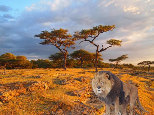 Танзания Саванна