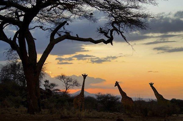 Кения Саванна