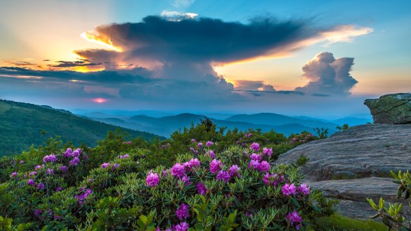 Пейзаж в цвете