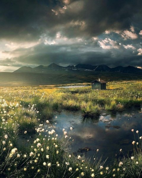 Хвойный лес в тумане