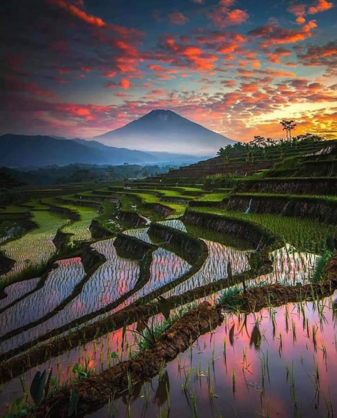 Рисовые террасы Бали Джатилувих