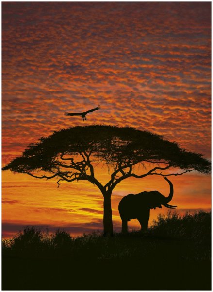 Сафари красота