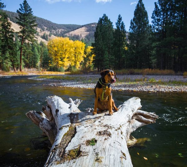 Весна животные