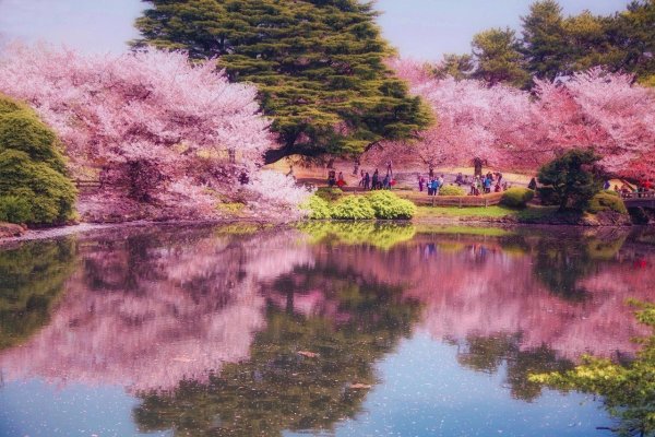 Пейзаж Токио с сакурой