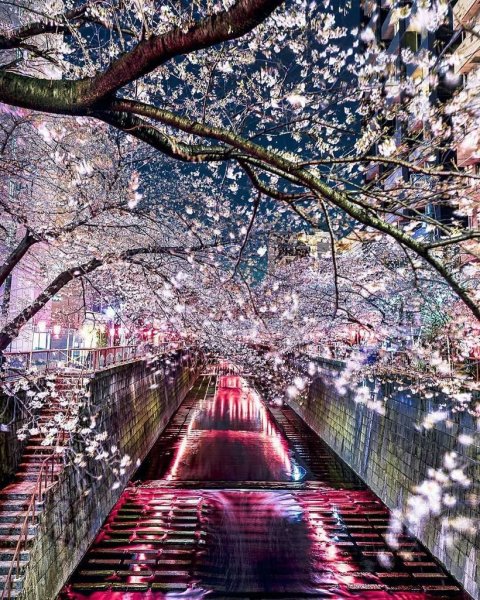 Китай Сакура