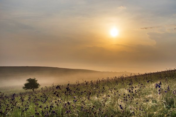 Природа Донбасса