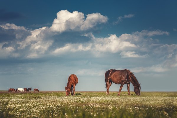Природа степей Калмыкии