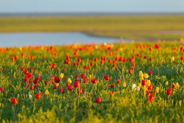 Степные Дикие тюльпаны Калмыкии.