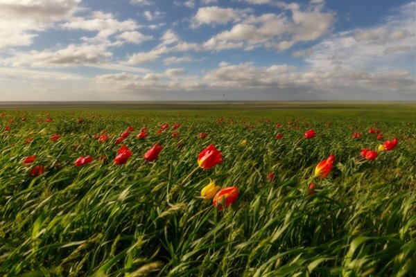 Тюльпаны в степи Калмыкии