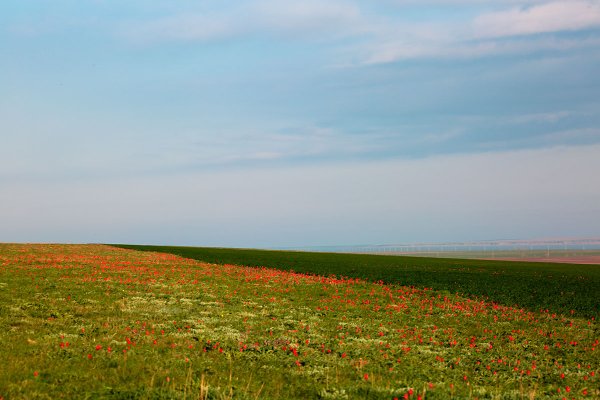 Бескрайние степи Калмыкии