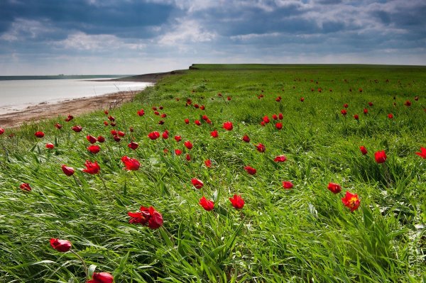 Дикие тюльпаны Маныч Гудило