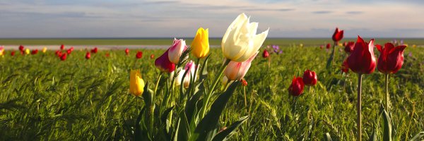 Тюльпаны в степи Калмыкии