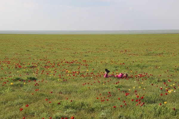 Элиста цветение тюльпанов