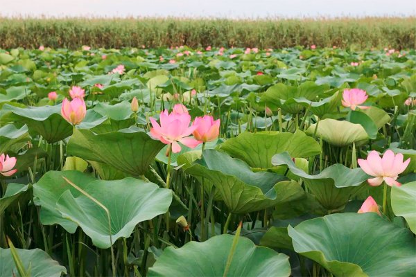 Цветение лотосов в Калмыкии